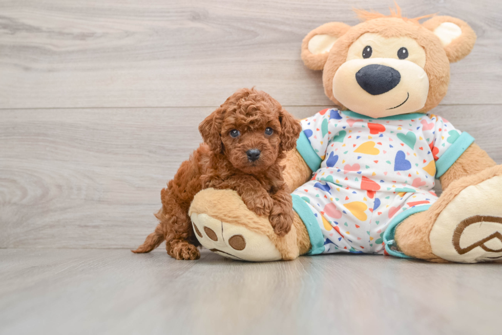 Funny Cavapoo Poodle Mix Pup
