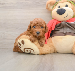 7 week old Cavapoo Puppy For Sale - Puppy Love PR