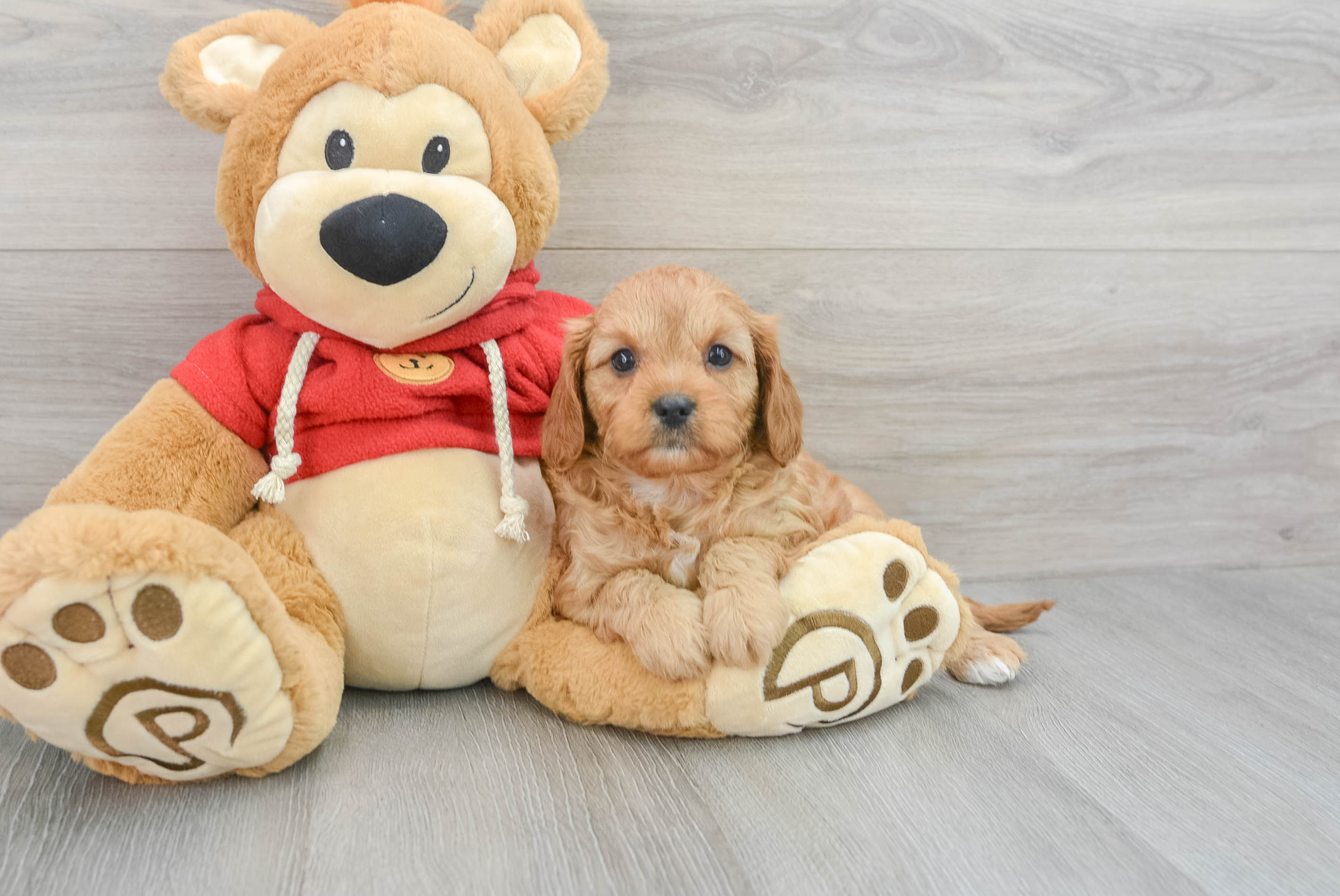 Friendly Cavapoo Baby