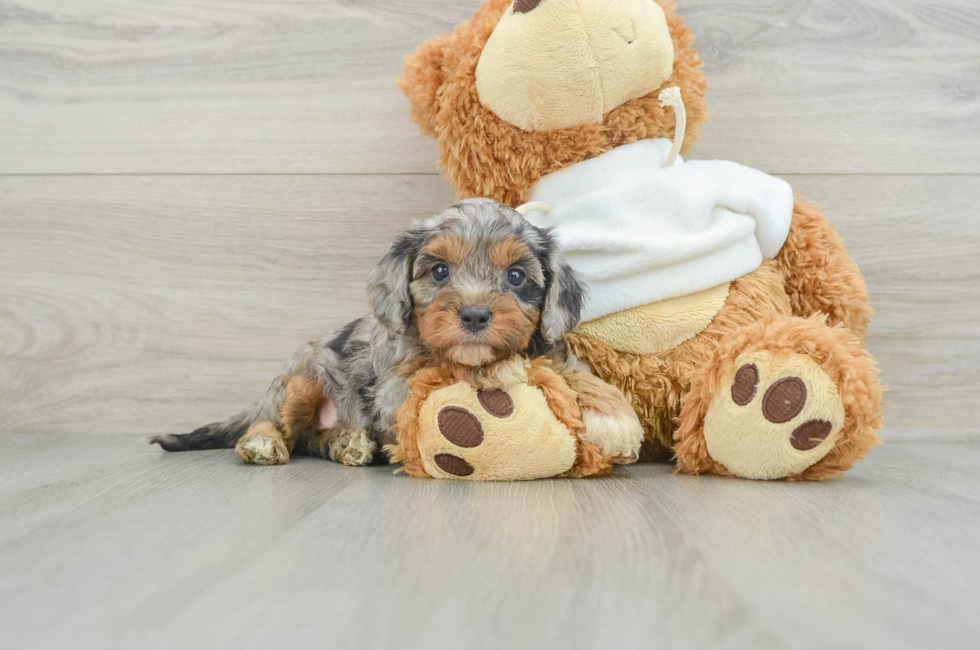 8 week old Cavapoo Puppy For Sale - Puppy Love PR