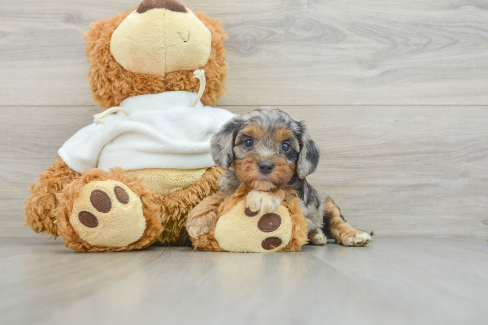 Cavapoo Pup Being Cute