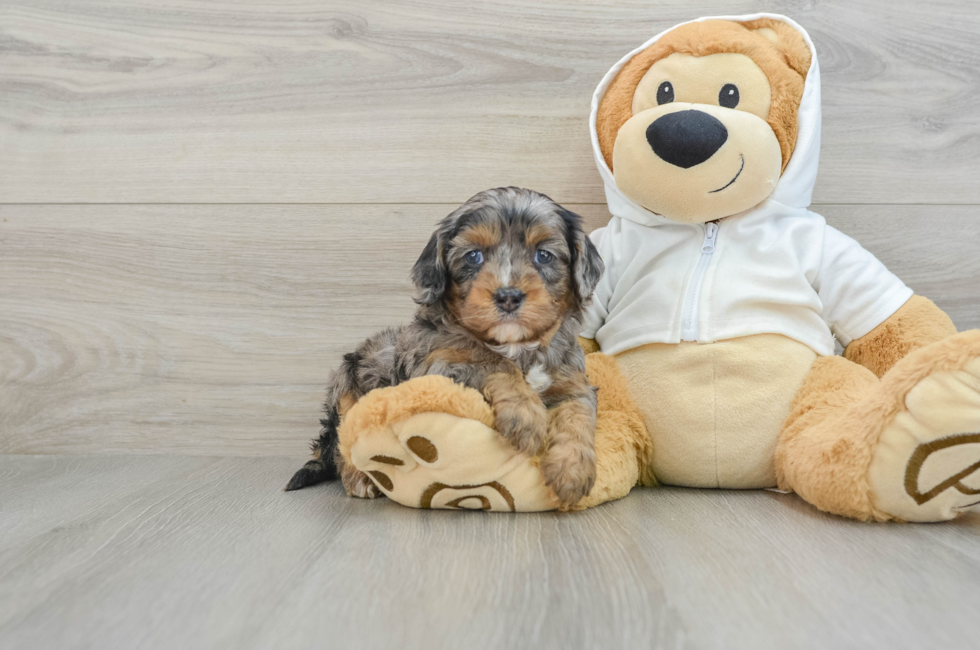 5 week old Cavapoo Puppy For Sale - Puppy Love PR