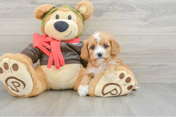 Meet Kenzie - our Cavapoo Puppy Photo 1/3 - Puppy Love PR Sweet Cavapoo Baby