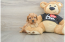 Cavapoo Pup Being Cute