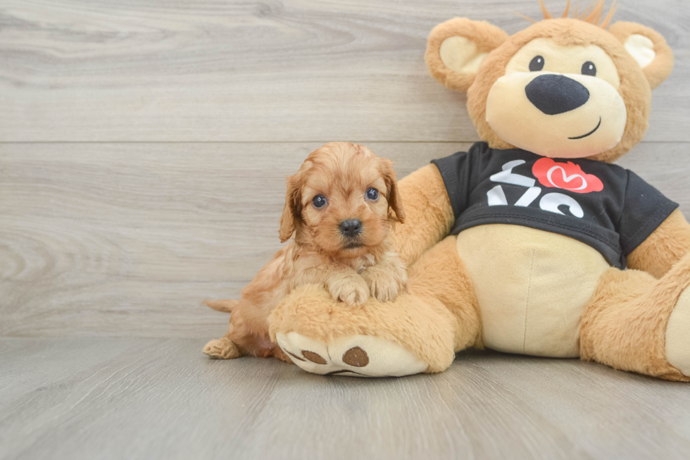 Cavapoo Pup Being Cute