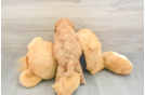 Popular Cavapoo Poodle Mix Pup