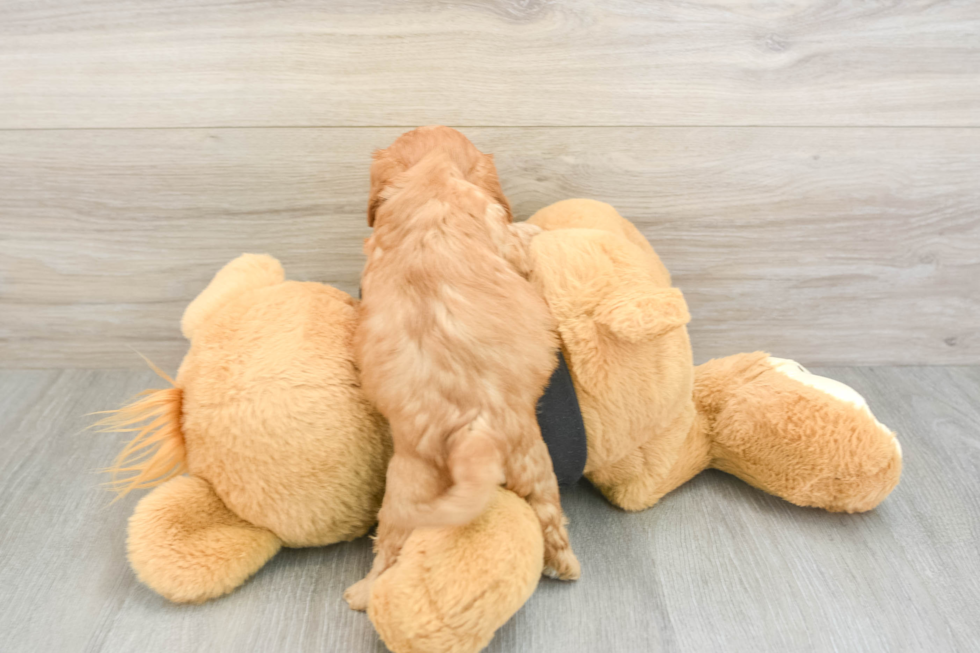 Popular Cavapoo Poodle Mix Pup