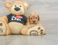 7 week old Cavapoo Puppy For Sale - Puppy Love PR