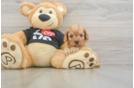 Petite Cavapoo Poodle Mix Pup