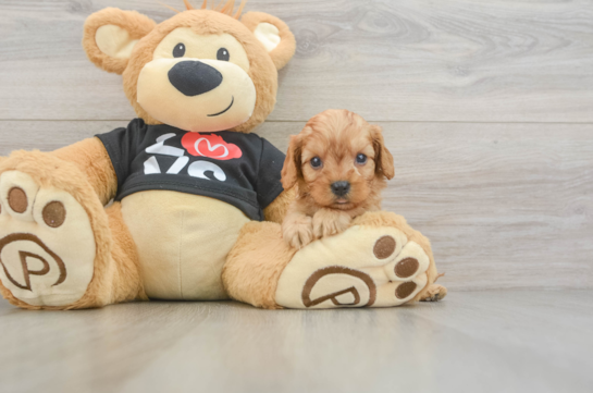 Petite Cavapoo Poodle Mix Pup