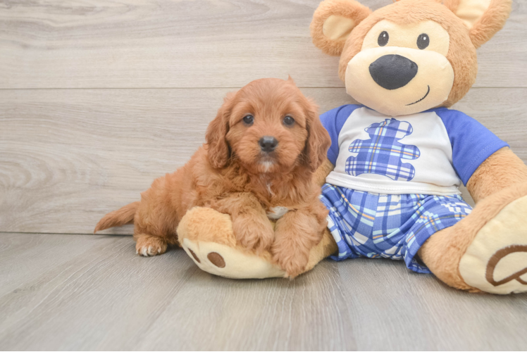 Cavapoo Puppy for Adoption
