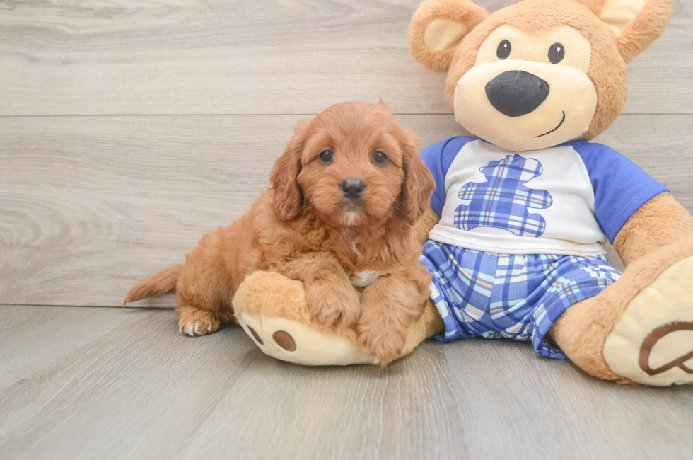 5 week old Cavapoo Puppy For Sale - Puppy Love PR