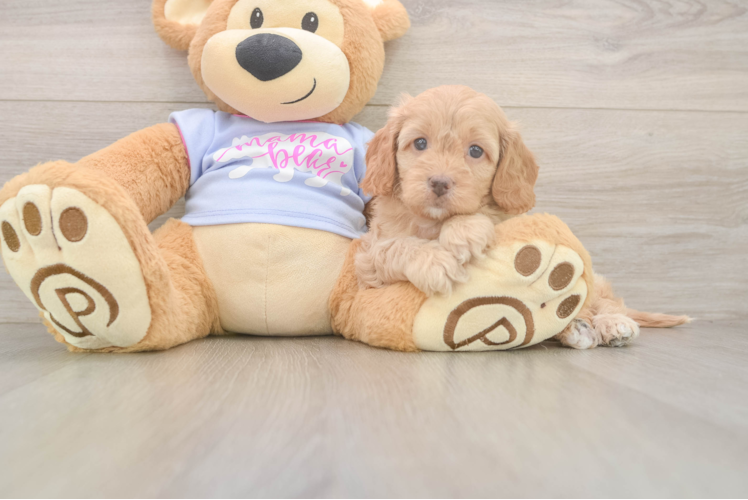 Funny Cavapoo Poodle Mix Pup