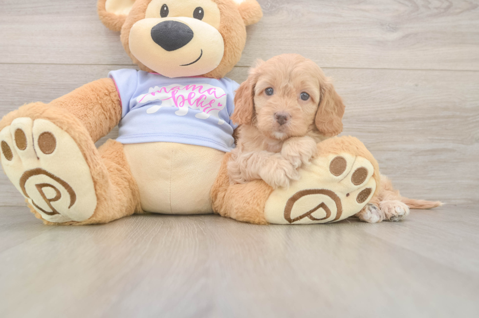 5 week old Cavapoo Puppy For Sale - Puppy Love PR
