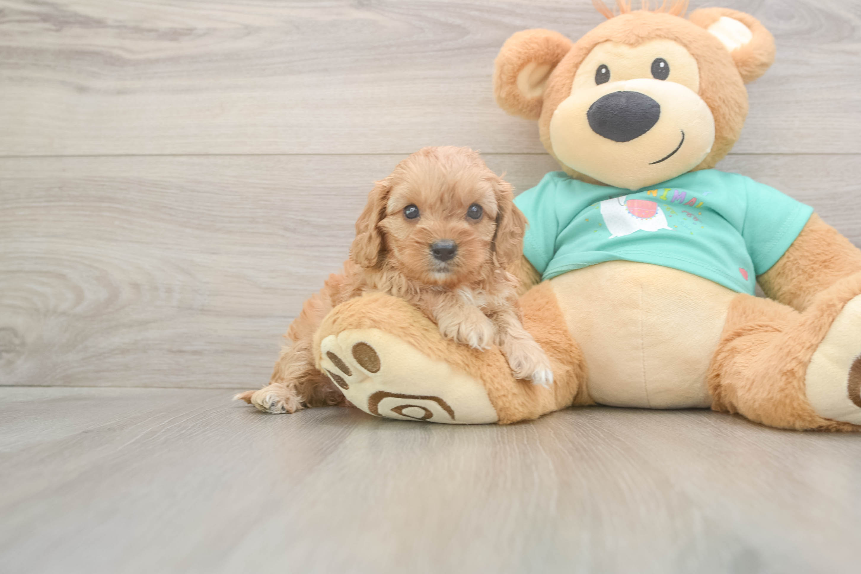 Funny Cavapoo Poodle Mix Pup