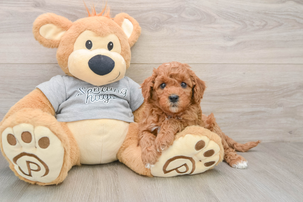 Popular Cavapoo Poodle Mix Pup