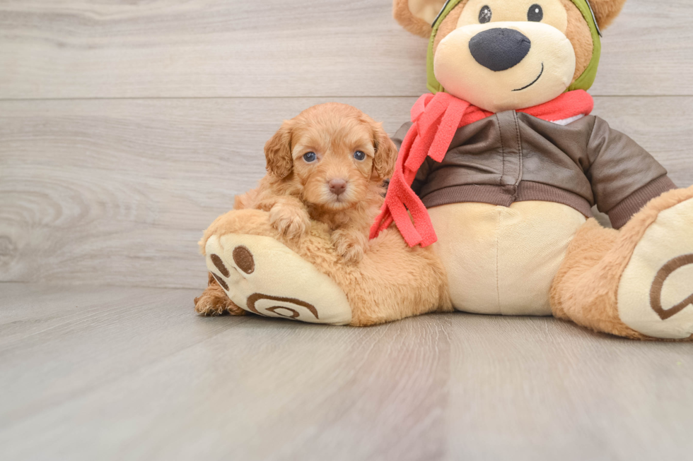 Sweet Cavapoo Baby