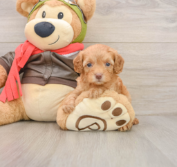 7 week old Cavapoo Puppy For Sale - Puppy Love PR