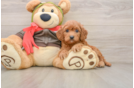 Best Cavapoo Baby