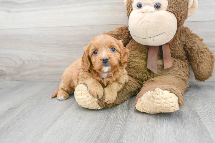 Meet Kenzie - our Cavapoo Puppy Photo 1/3 - Puppy Love PR Cavapoo Puppy for Adoption