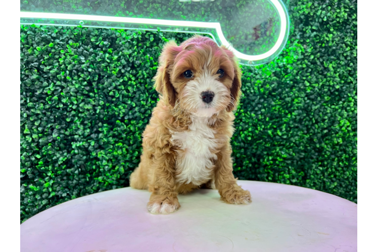 Cavapoo Pup Being Cute