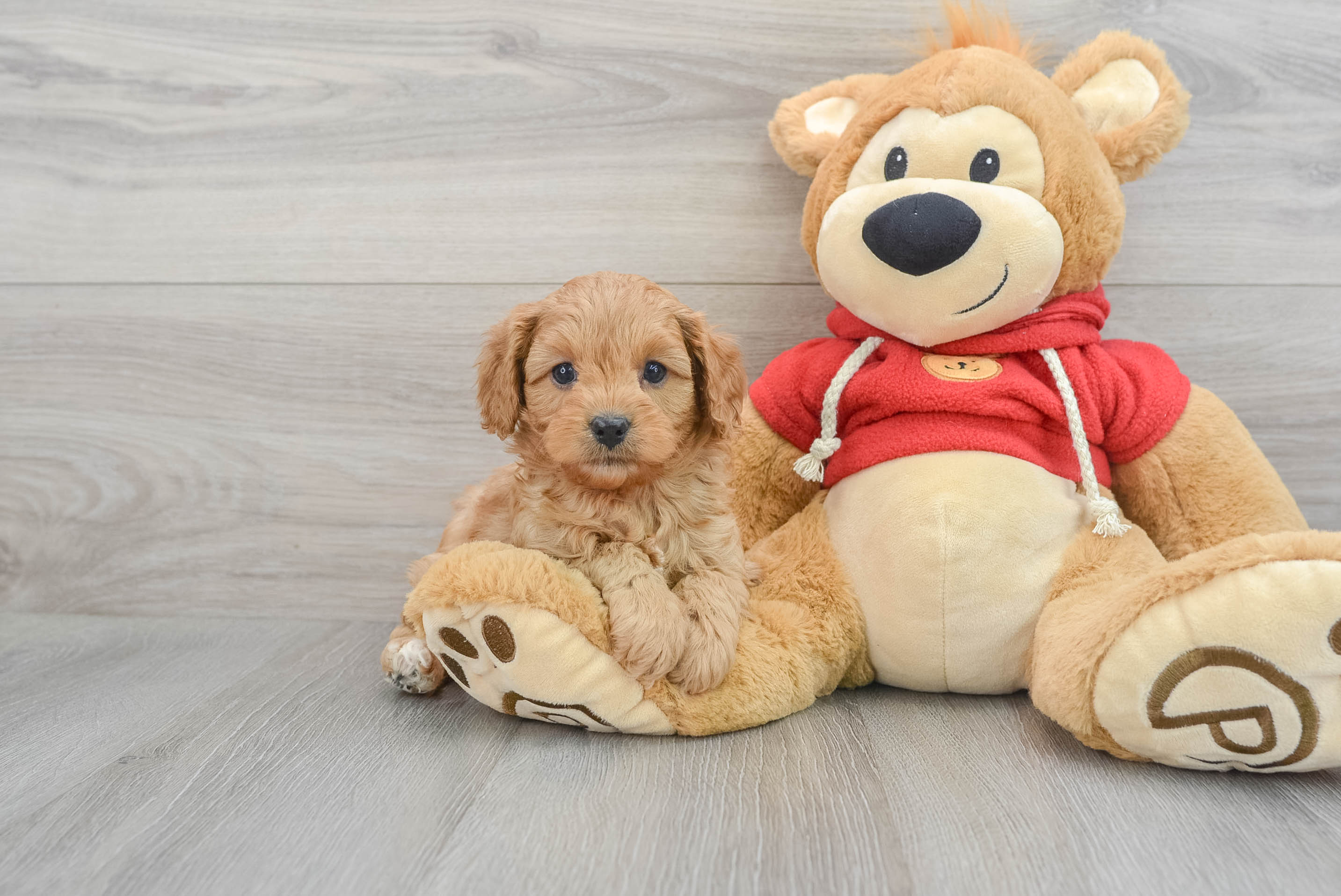 Fluffy Cavapoo Poodle Mix Pup