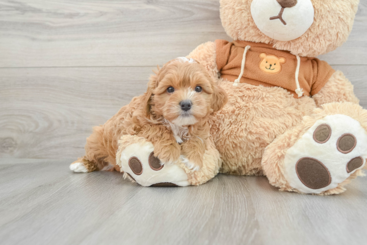 Cavapoo Puppy for Adoption