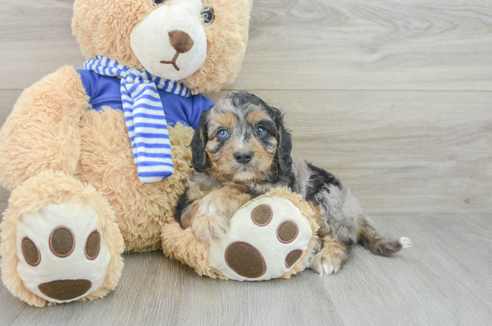 6 week old Cavapoo Puppy For Sale - Puppy Love PR