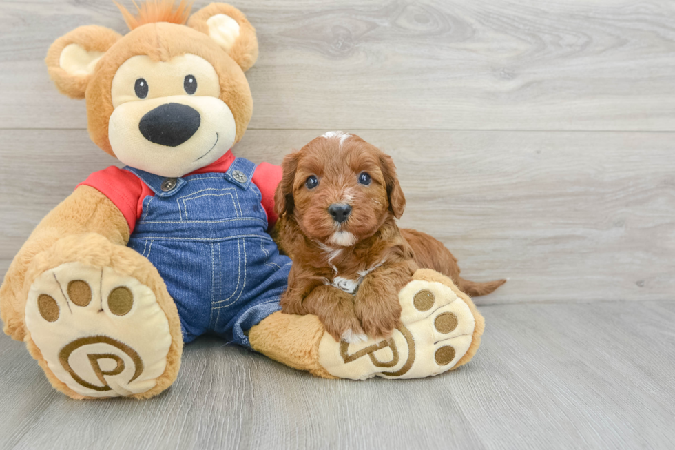 Cavapoo Pup Being Cute