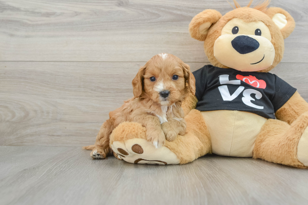 Smart Cavapoo Poodle Mix Pup