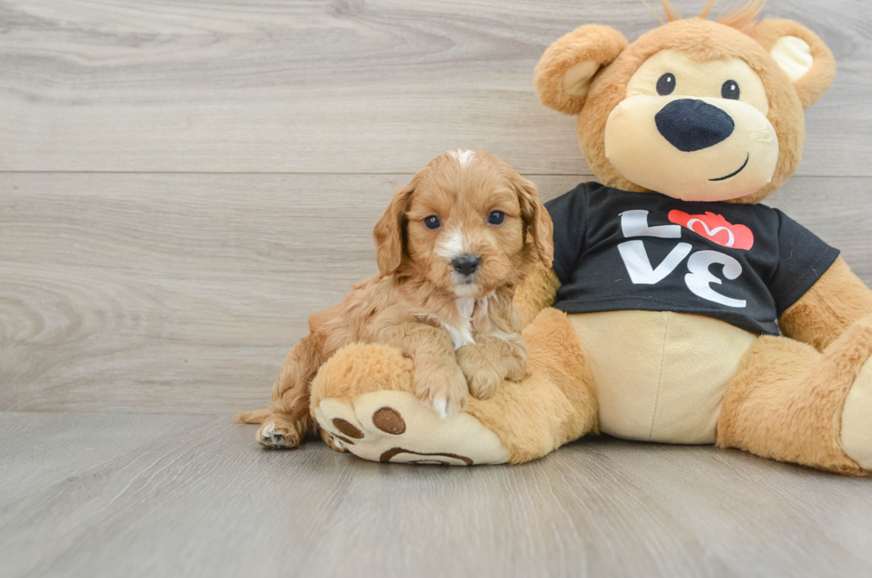 6 week old Cavapoo Puppy For Sale - Puppy Love PR