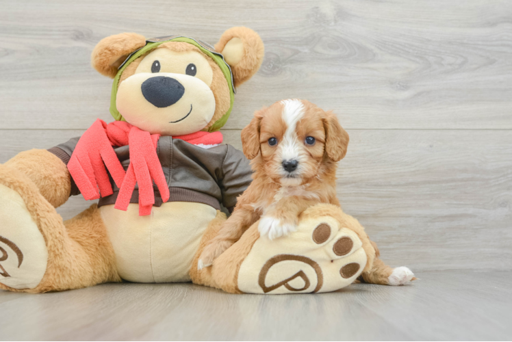 Cavapoo Puppy for Adoption