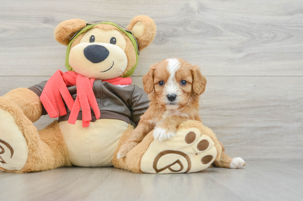 5 week old Cavapoo Puppy For Sale - Puppy Love PR