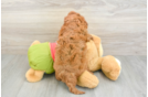 Adorable Cavalier King Charles Spaniel and Poodle Mix Poodle Mix Puppy