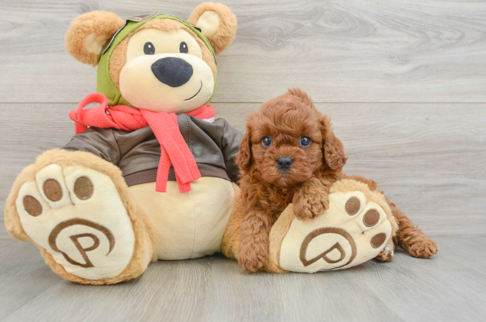 5 week old Cavapoo Puppy For Sale - Puppy Love PR