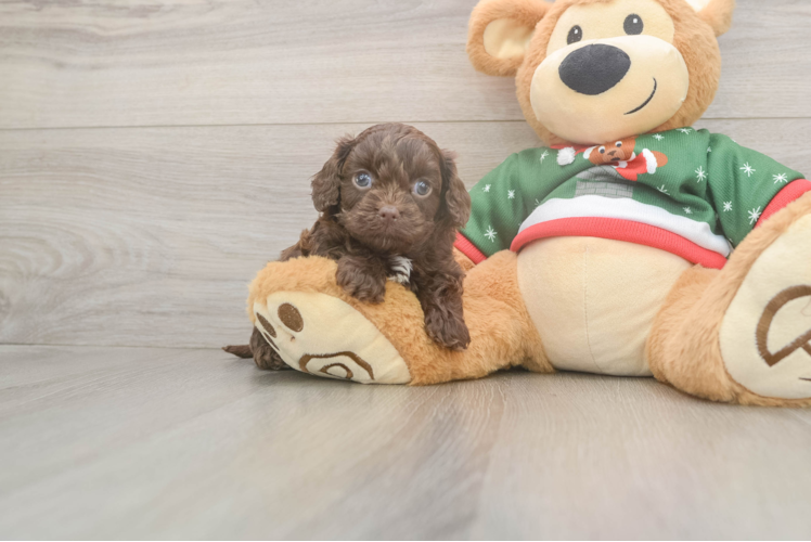 Cavapoo Pup Being Cute