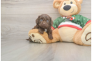 Cavapoo Pup Being Cute