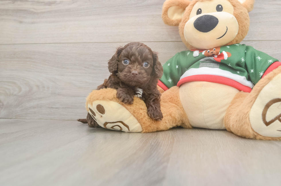 5 week old Cavapoo Puppy For Sale - Puppy Love PR