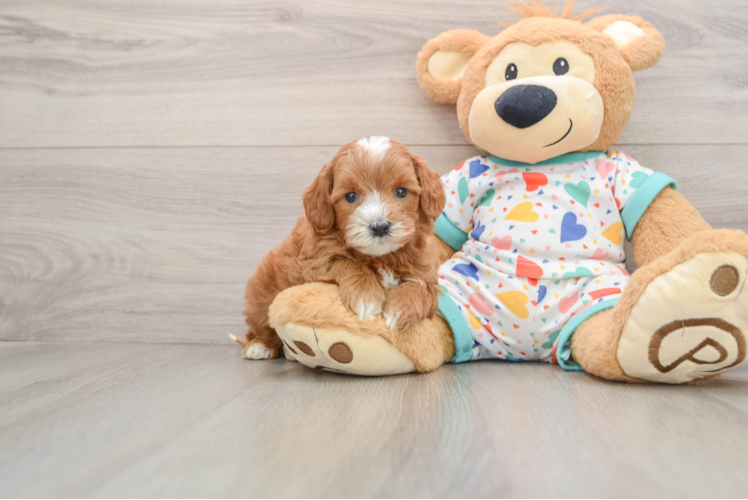 Sweet Cavapoo Baby