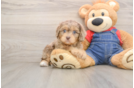 Cute Cavapoo Baby