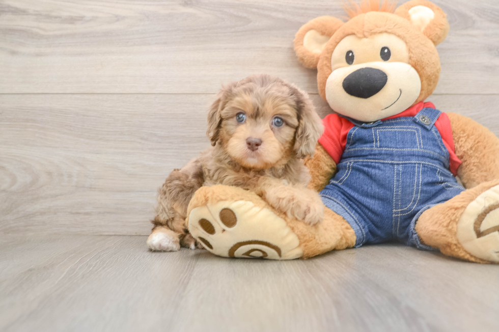 Cute Cavapoo Baby