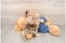 Adorable Cavalier King Charles Spaniel and Poodle Mix Poodle Mix Puppy
