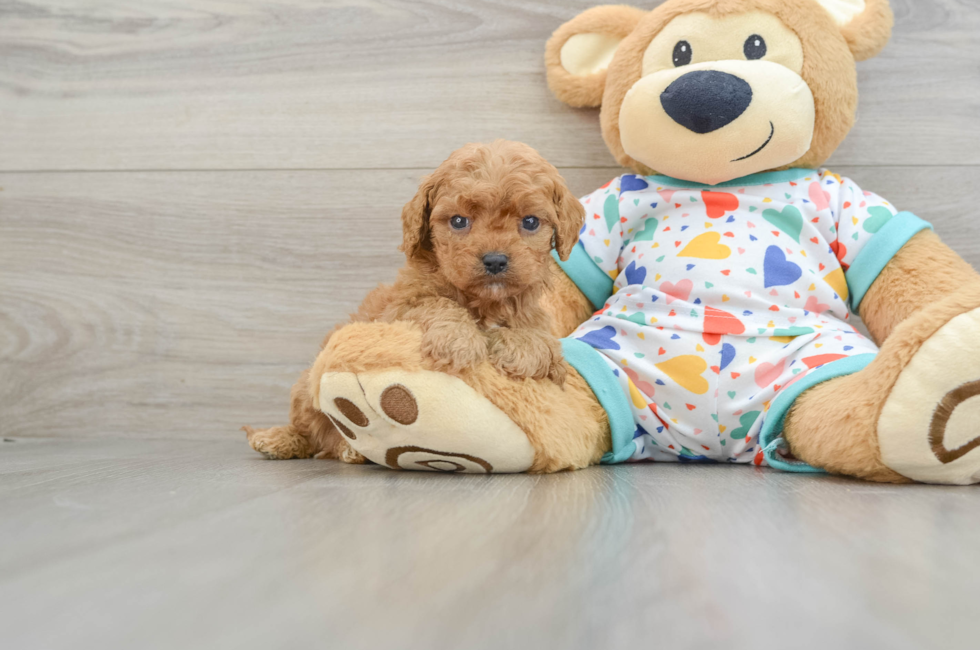 6 week old Cavapoo Puppy For Sale - Puppy Love PR