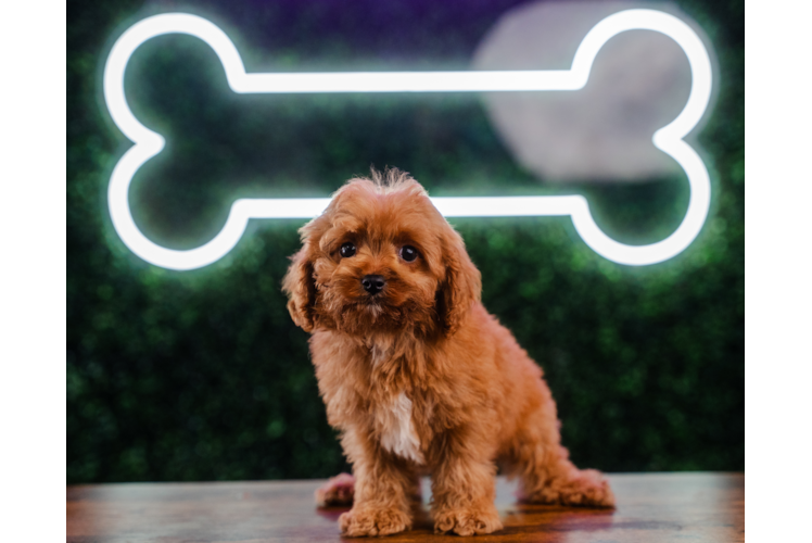 Cute Cavapoo Baby