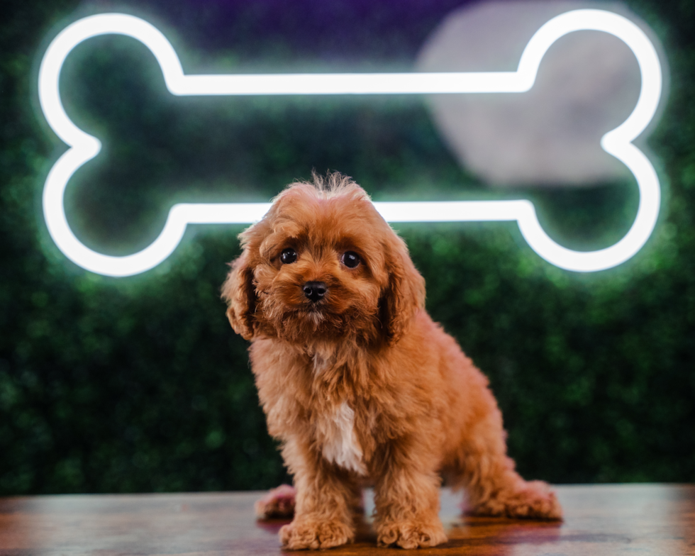 Cute Cavapoo Baby