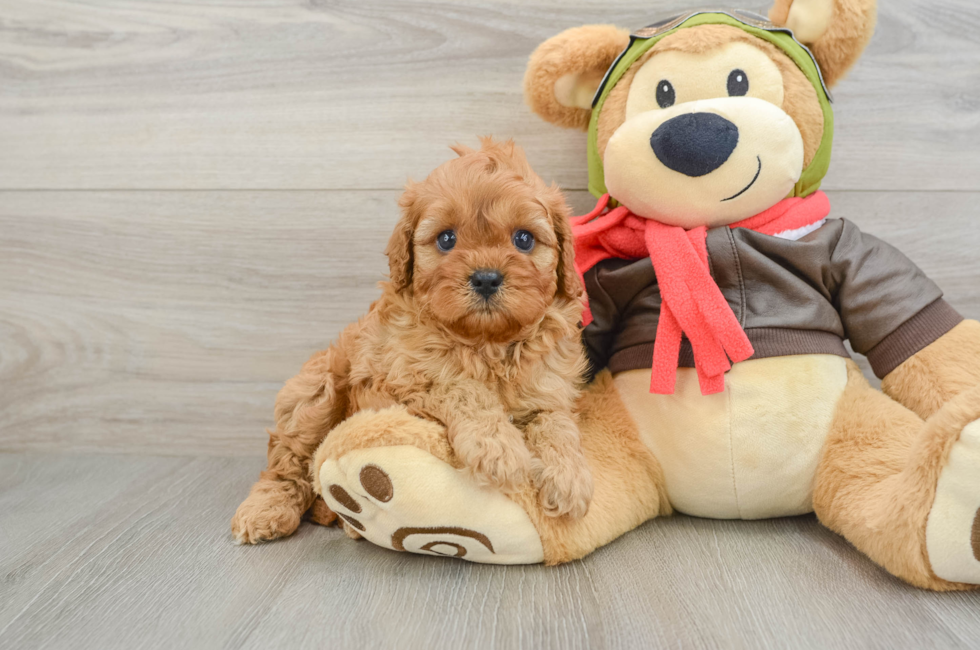 5 week old Cavapoo Puppy For Sale - Puppy Love PR