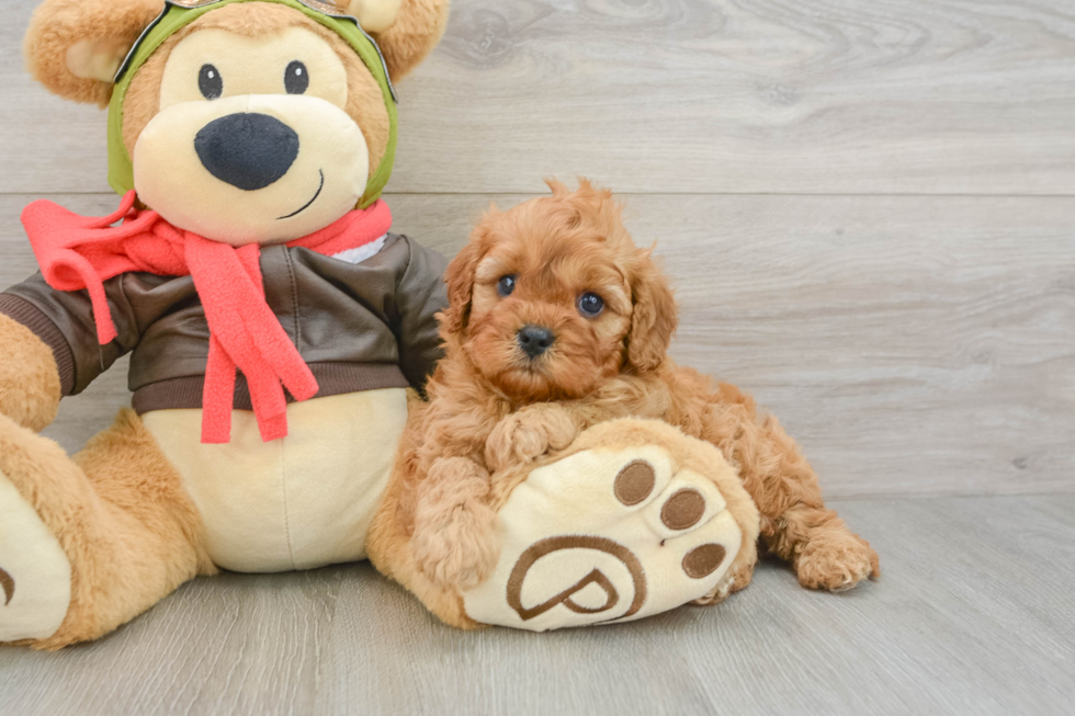 Cavapoo Puppy for Adoption