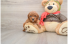 Cute Cavapoo Baby