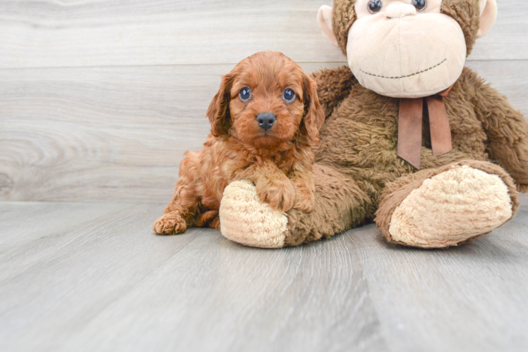 Cavapoo Puppy for Adoption