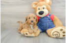 Cavapoo Pup Being Cute